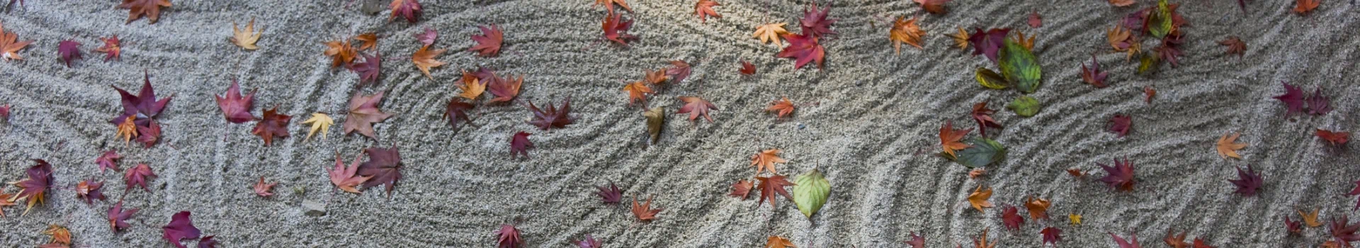 Jesienne liście na piasku